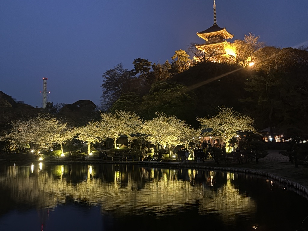 春の三溪園に咲き誇る桜と、池に映る三重塔の風情ある景色。和ごころの美
