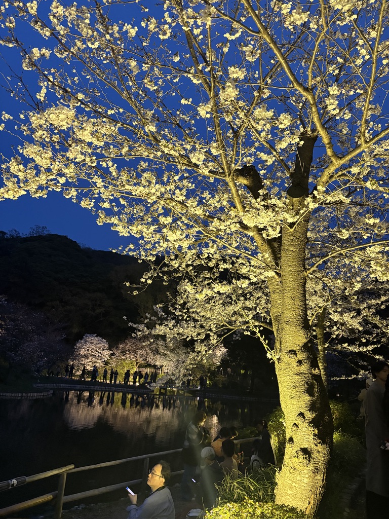 春の三溪園に咲き誇る桜と、池に映る三重塔の風情ある景色。和ごころの美