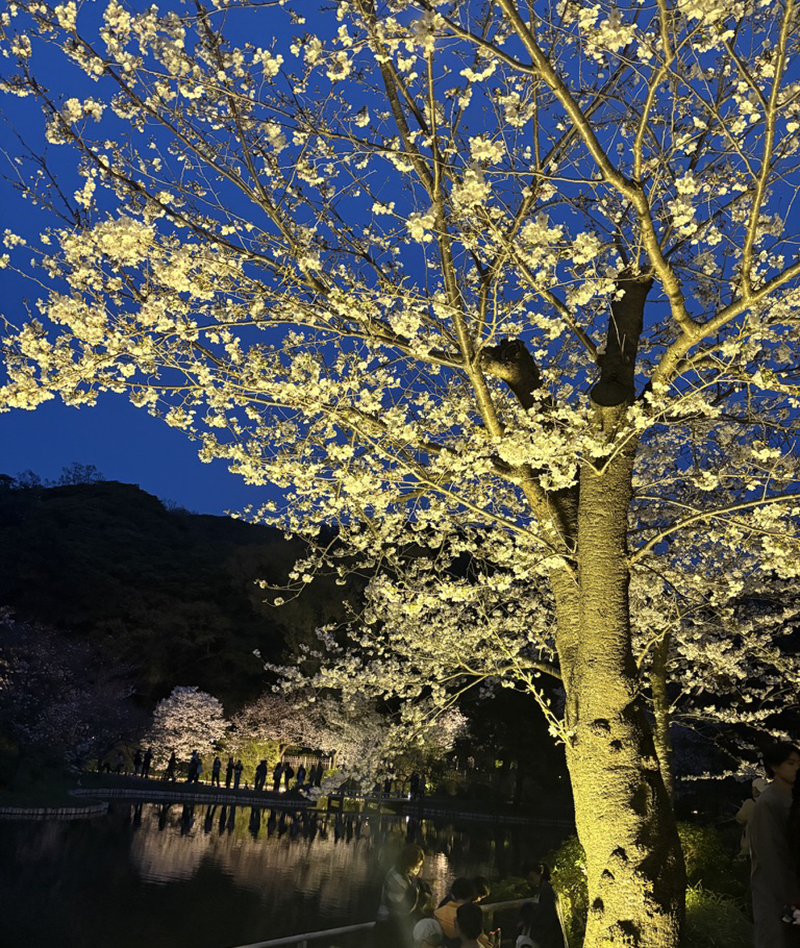 三渓園の池に映える夜桜の美しさなら祈りと美で心を整える日本文化なら和ごころの美