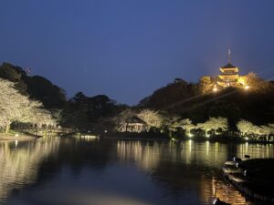 三渓園の池に映る夜桜の美しさ 祈りと美で心を整える日本文化なら和ごころの美