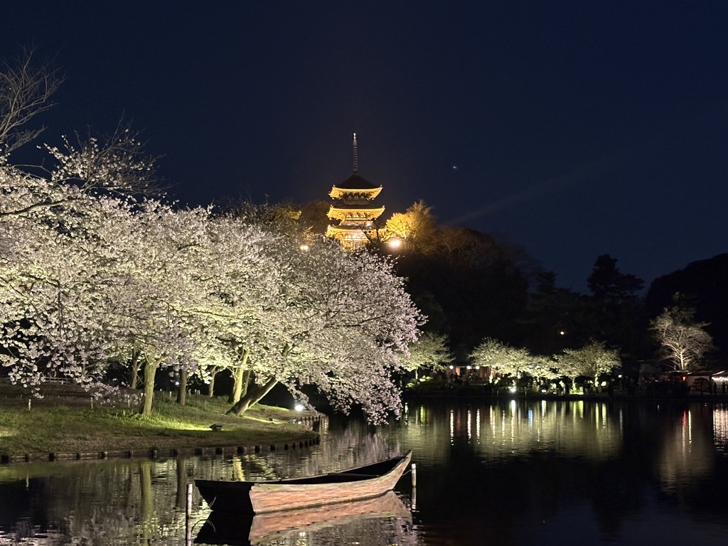 三渓園の池に映える夜桜と小船。 祈りと美で心を整える日本文化なら和ごころの美