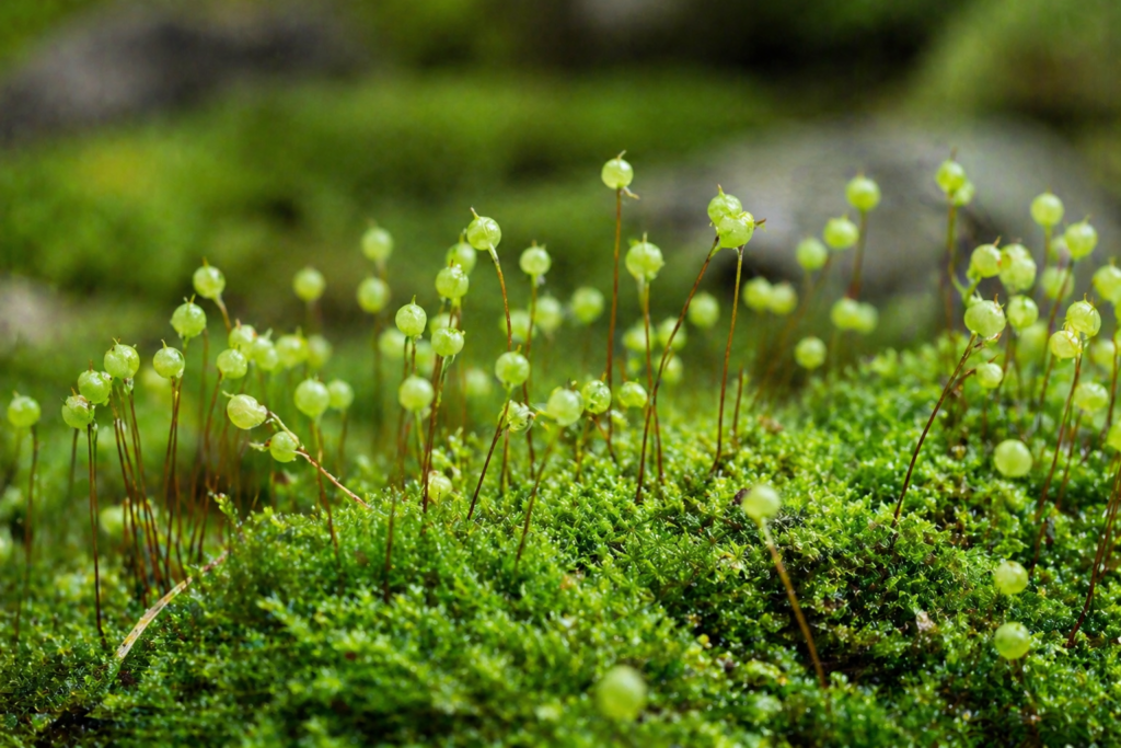 タマゴケ. 苔を知るなら和ごころの美